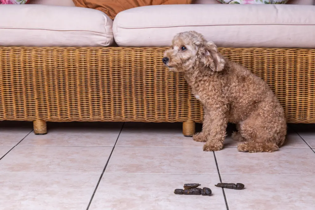 dog pooped - featured image