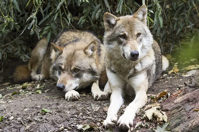 a wolf pair - featured image