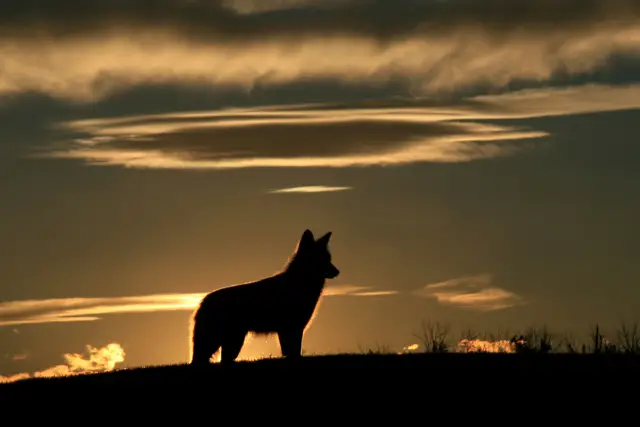 silhouette of a dog - featured image