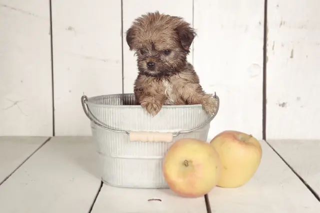 teacup yorkshire terrier